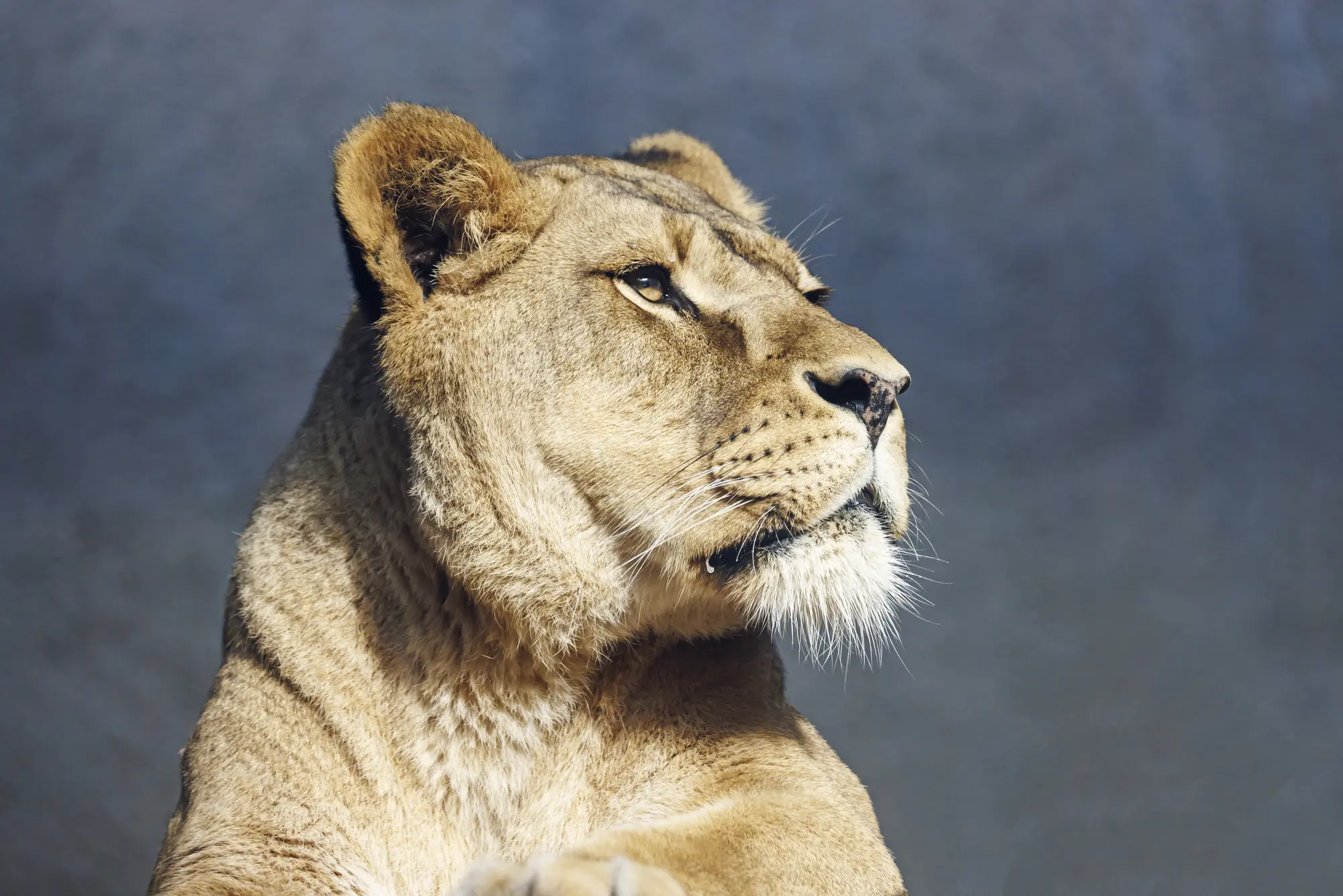 A lioness looks out across the plain